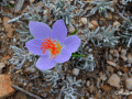Flower - Koufonisia on a Path